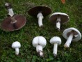 /album/chompinon/chompignons-jpg/