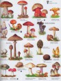 /album/chompinon/champignons-2-jpg/