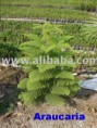 /album/araucaria-exsela/araucaria-excelsa-plants-jpg/